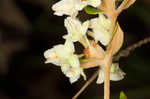 Dogtongue buckwheat